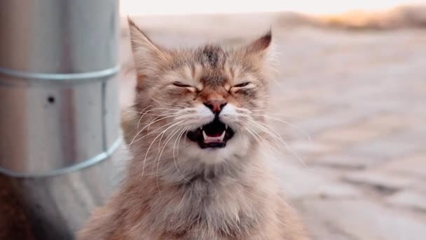 Volwassen pluizige kat met groene ogen kijkt naar de camera en meeuwen terwijl ze op straat zit — Stockvideo