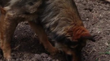 Bahçedeki ıslak zeminde avlu köpeği, yakın plan.