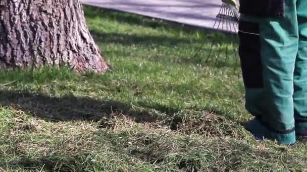 Mann harkt frisch gemähtes Gras im Garten. Reinigung — Stockvideo