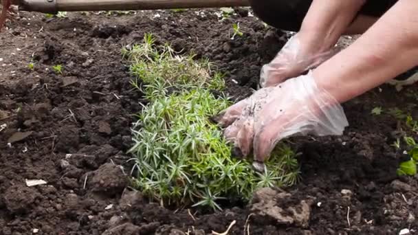 Mãos de fazendeiro plantio de solo natureza plântula ecológica — Vídeo de Stock