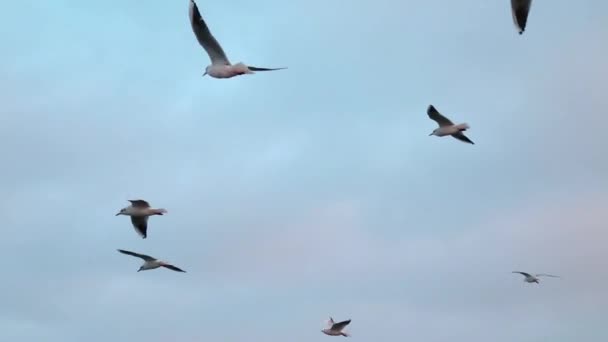 Måsar som flyger på himlen vid solnedgången — Stockvideo