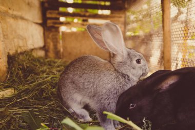 Tavşan yetiştirme konsepti. Çiftlikteki kafeste sevimli tüylü tavşanlar.