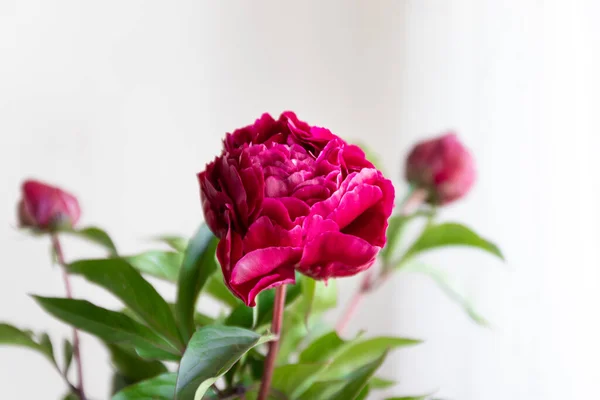 Közel Rózsaszín Bazsarózsa Virágok Egy Üveg Váza Egy Fehér Homályos — Stock Fotó
