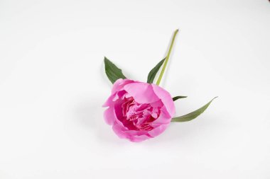 Gri arka planda telif alanı olan taze, güzel şakayık çiçeği.