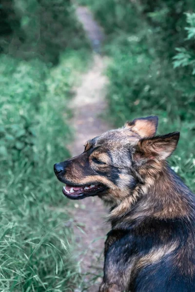 Netter Hofhund Sitzt Auf Einem Pfad Wald Vertikales Foto — Stockfoto