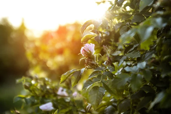 Pink pale rose bush in the park. , summer garden.Sunshine beams, bokeh with selective soft focus. Amazing nature dreamy landscape, wide panoramic banner