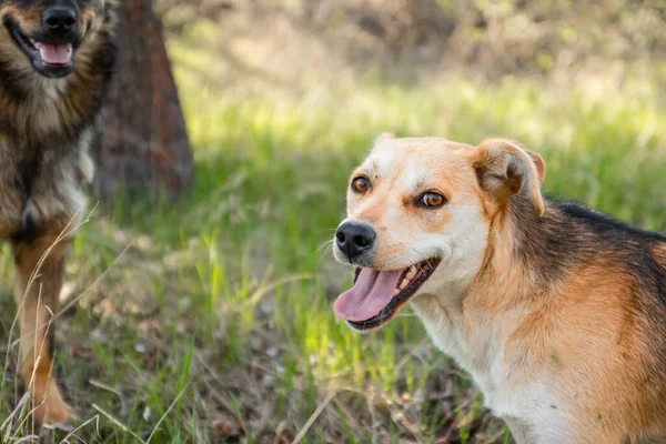 Hund Mit Der Zunge Wald Beim Sonnenuntergang Die Kamera Gucken — Stockfoto