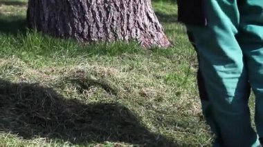 Bahçede taze kesilmiş çimenleri tırmıklayan bir adam.