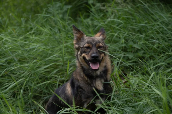 Милая Собака Языком Болтающаяся Траве Летом — стоковое фото