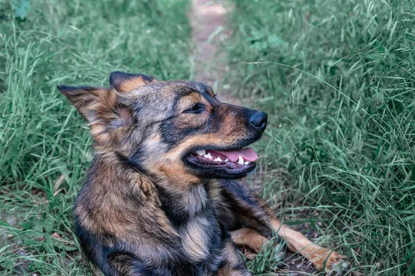 Un lindo perro mestizo yace en la hierba y mira a su alrededor —  Fotos de Stock