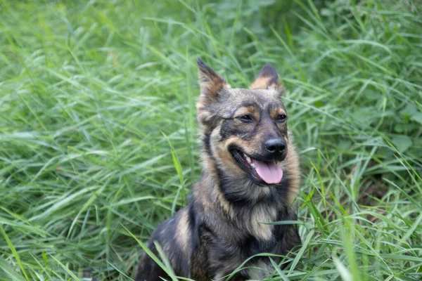 Ein süßer Mischlingshund liegt im Gras und schaut sich um — Stockfoto