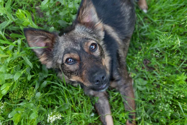 Cão bonito pooch encontra-se na grama e olha para a câmera — Fotografia de Stock