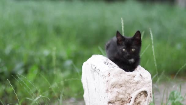 Kis fekete cica szürke szemekkel ül egy kőre, és körülnéz az utcán nyáron.. — Stock videók