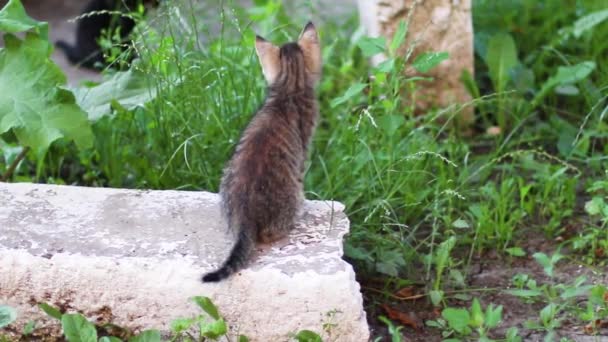 Pequeños gatitos juegan en el verano grassin — Vídeos de Stock