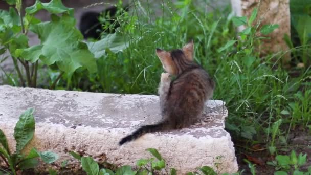 Pequeño gatito rayado rasca su pata mientras está sentado con la espalda en la hierba . — Vídeos de Stock