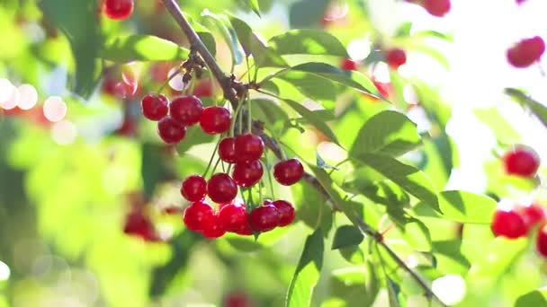 Körsbärsträd med mogna körsbär i trädgården i början av sommaren. — Stockvideo