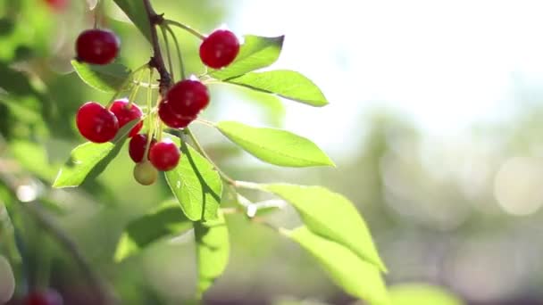 Ripe cherries hanging from a cherry tree branch. — Stock Video