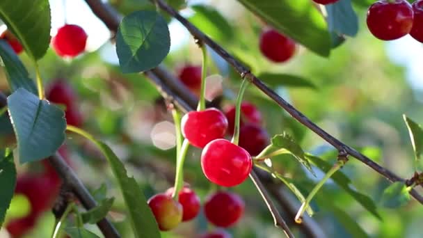 Ciliegio con ciliegie mature in giardino. — Video Stock