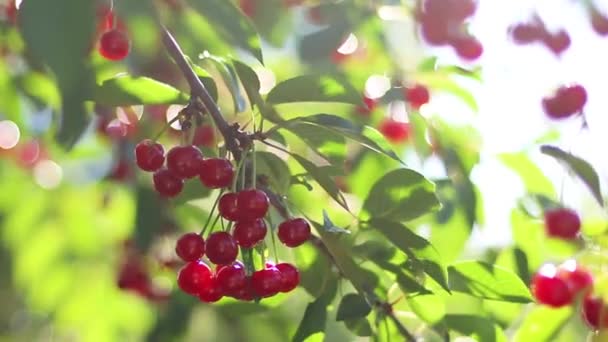 Röda och söta körsbär på en gren före skörden i början av sommaren — Stockvideo