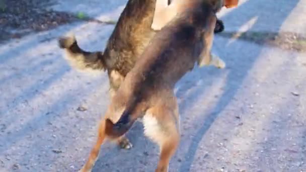 Zwei junge Hofhunde spielen an einem sonnigen Sommertag im Park — Stockvideo