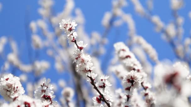 Flores de cerezo balanceándose en el cielo azul del viento. Japón — Vídeos de Stock
