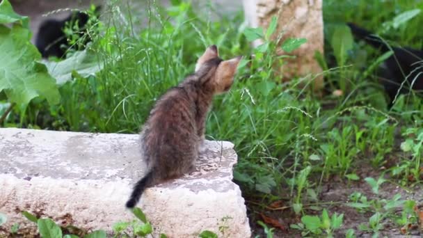 Ένα μικρό ριγέ γατάκι παίζει στο γρασίδι. — Αρχείο Βίντεο