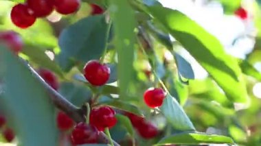 Yazın başında kiraz ağacından sarkan olgun kirazlar.