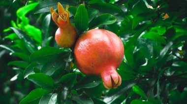 Nar ağacında yetişen nar ağaçları.