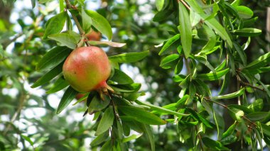 Yazın bahçedeki ağaç dalında olgun nar meyveleri.