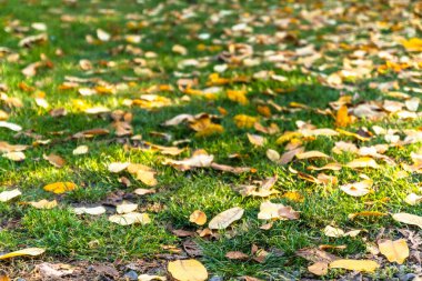 Parktaki yeşil çimlerin üzerine sonbahar yaprakları düştü. Boşluğu kopyala.