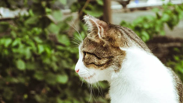 Side view of a tabby baleen cat looking away on the street — Stock Image Side View Tabby Baleen Cat Looking Away Street Royalty Free Stock Images