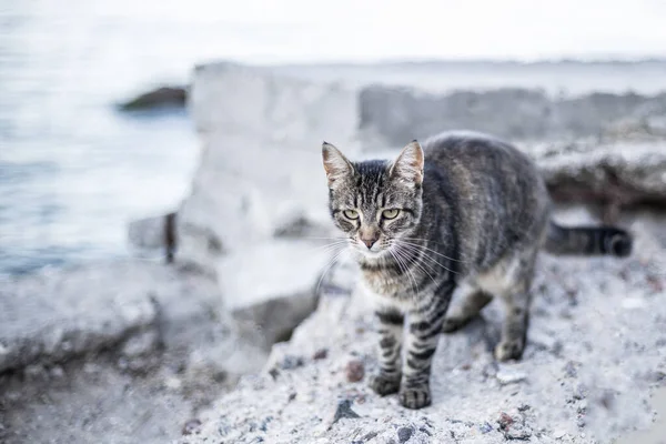 Söt Ledsen Grå Tabby Katt Promenader Och Njuter Havet — Stockfoto