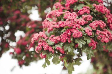 Mavi gökyüzündeki dallarda güzel pembe çiçekler.