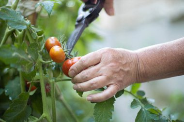 Çiftçi el, çalılıktan organik olgun domatesleri kesiyor. Bahçede hasat konsepti.