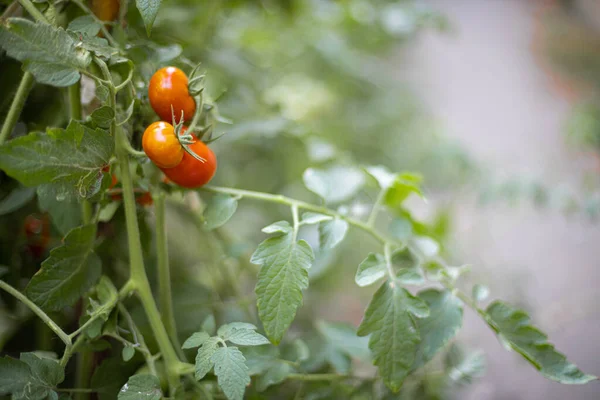 유기농 토마토는 개념의 위에서 자라고 있습니다 — 스톡 사진