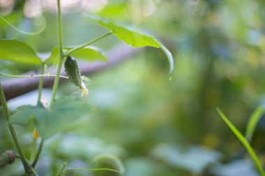 Bahçıvanlık yapan bir seranın dallarındaki küçük yeşil salatalıkları kapatın.