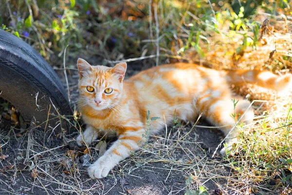 Hermoso Jengibre Adulto Doméstico Gato Encuentra Hierba Cerca Casa Tiempo —  Fotos de Stock