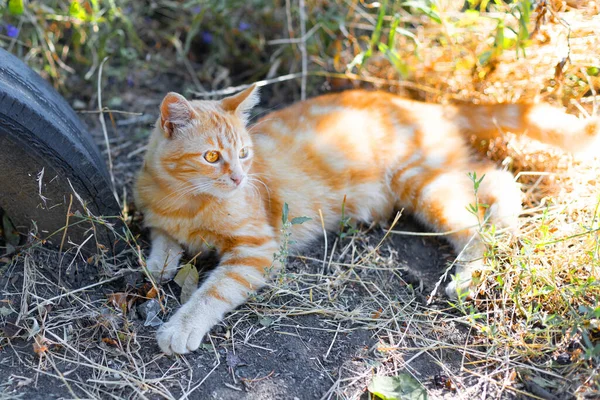 美丽的生姜成年家猫在阳光明媚的天气里躺在房子附近的草地上 — 图库照片