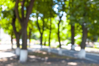 Sonbahar parkında yeşil ağaçlar yıkanmış. Bulanık arkaplan