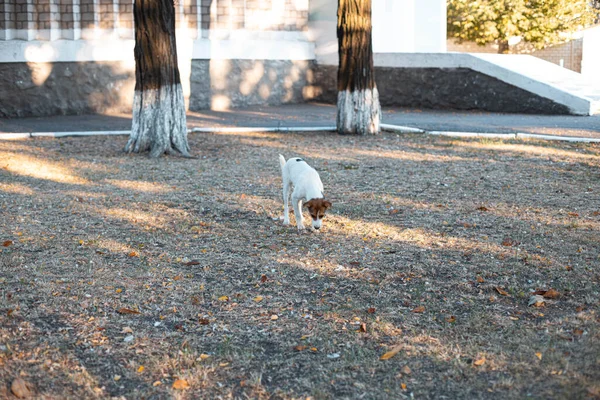 Симпатичная Коричневая Белая Собака Гуляющая Отдыхающая Парке — стоковое фото