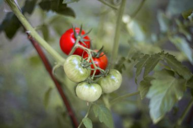 Olgun organik kırmızı domatesler bahçede hasat etmeye hazır.