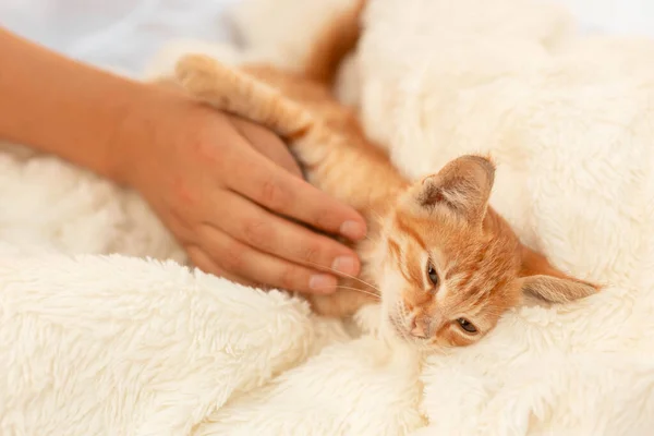 Vrouwelijke Hand Strijkt Een Klein Gember Katje Bed Happy Kitten — Stockfoto