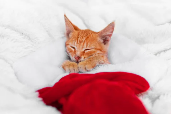 Kleine Rode Baby Kitten Ligt Kerstmuts Een Bank Slaapt Rustig — Stockfoto