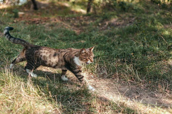 Bonito Gato Tabby Caminha Longo Estrada Parque Dia Ensolarado — Fotografia de Stock