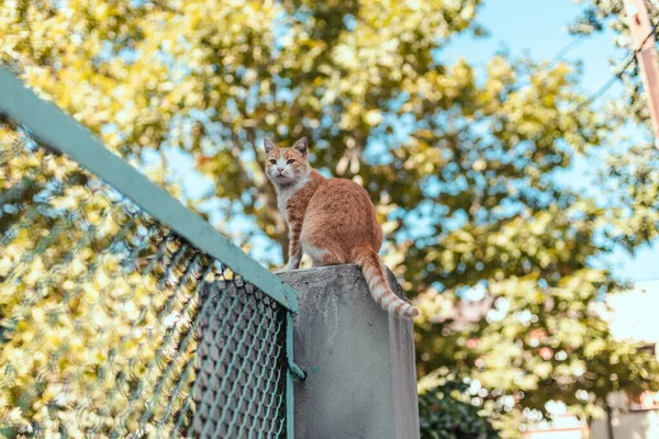 石塀の上にはタビー生姜の白い猫が腰を下ろして公園を見渡している 路上でホームレスや野良猫 — ストック写真