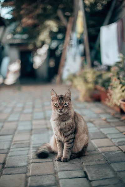 Cute Tabby Cat Sits Street House Flowers Vertical Photo Orientation — Stock Photo, Image