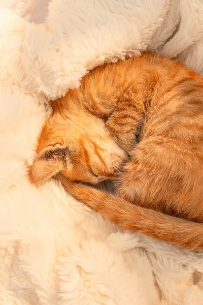 Liten Ingefära Kattunge Sover Mjuk Filt Soffan Vardagsrummet Husdjuret Sover — Stockfoto