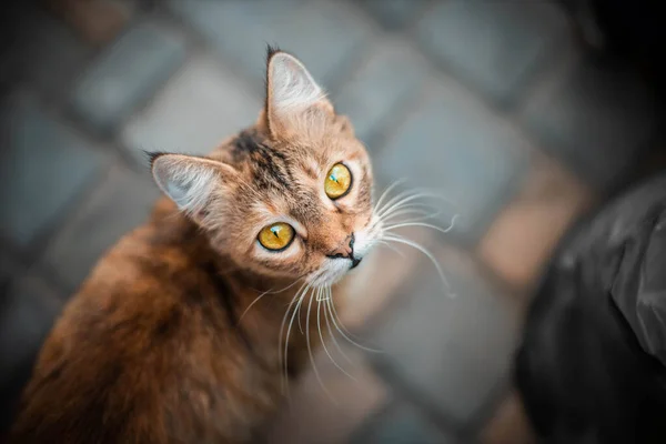 Beautiful fluffy tabby cat looking up, top view of beautiful pet — Stock Photo, Image