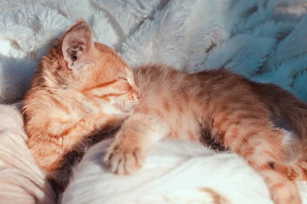 Klein wit rood katje slaapt met een bol witte draad. Het poesje speelde en viel in slaap — Stockfoto