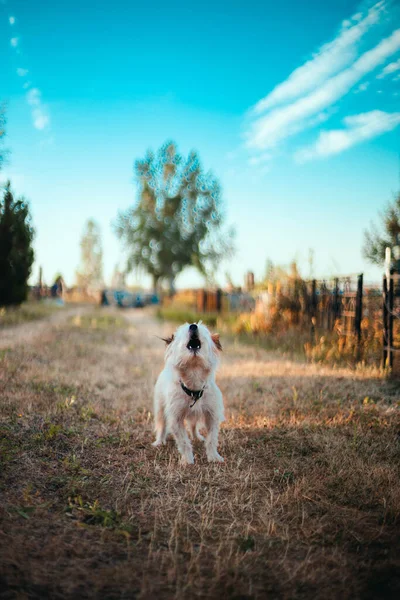 Divertente Cane Soffice Abbaia Sull Erba Nel Parco Bella Vista — Foto Stock